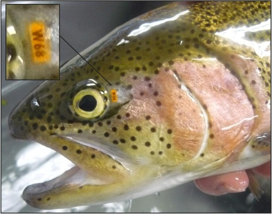 Trek Fish Was ist „Fish Trek“? – fish-trek
